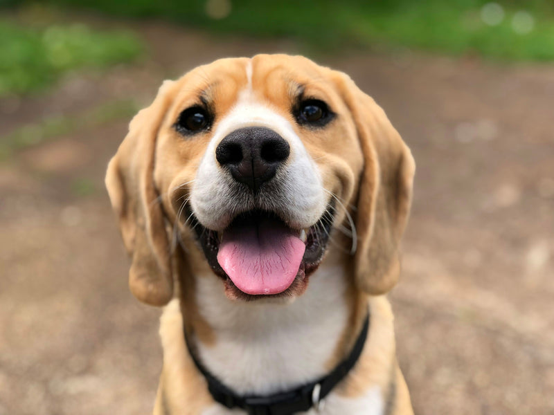 Hond met tong uit de bek hijgt in de zon