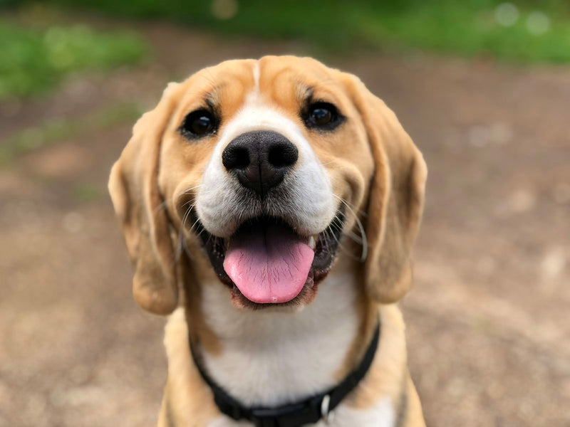 Hond die geborsteld en verzorgd wordt