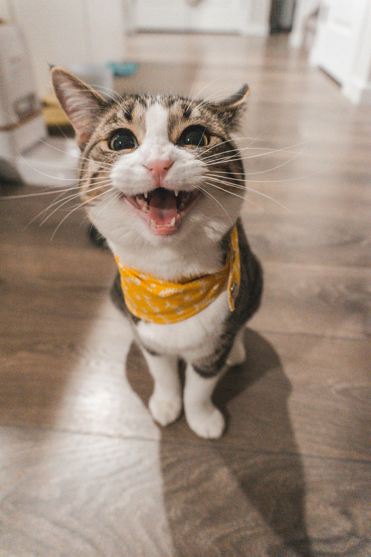 Kat met gele bandana staat op een houten vloer