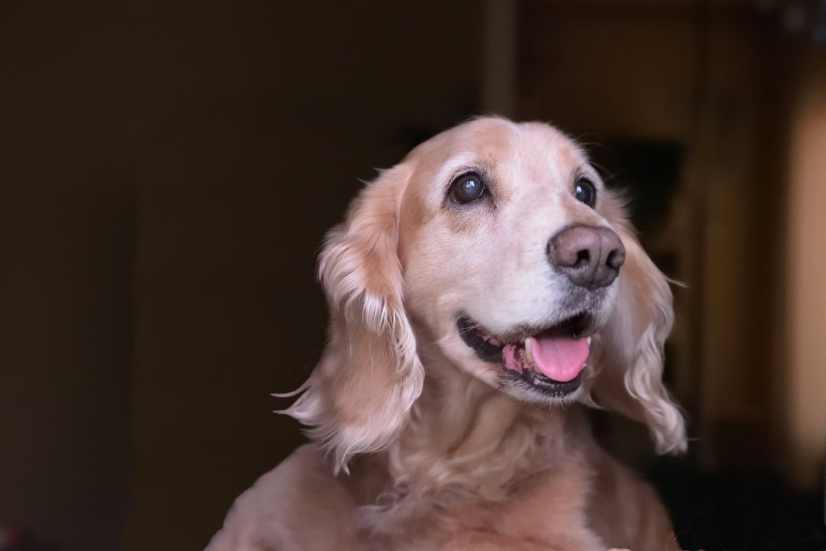 Bruine hond met zachte vacht