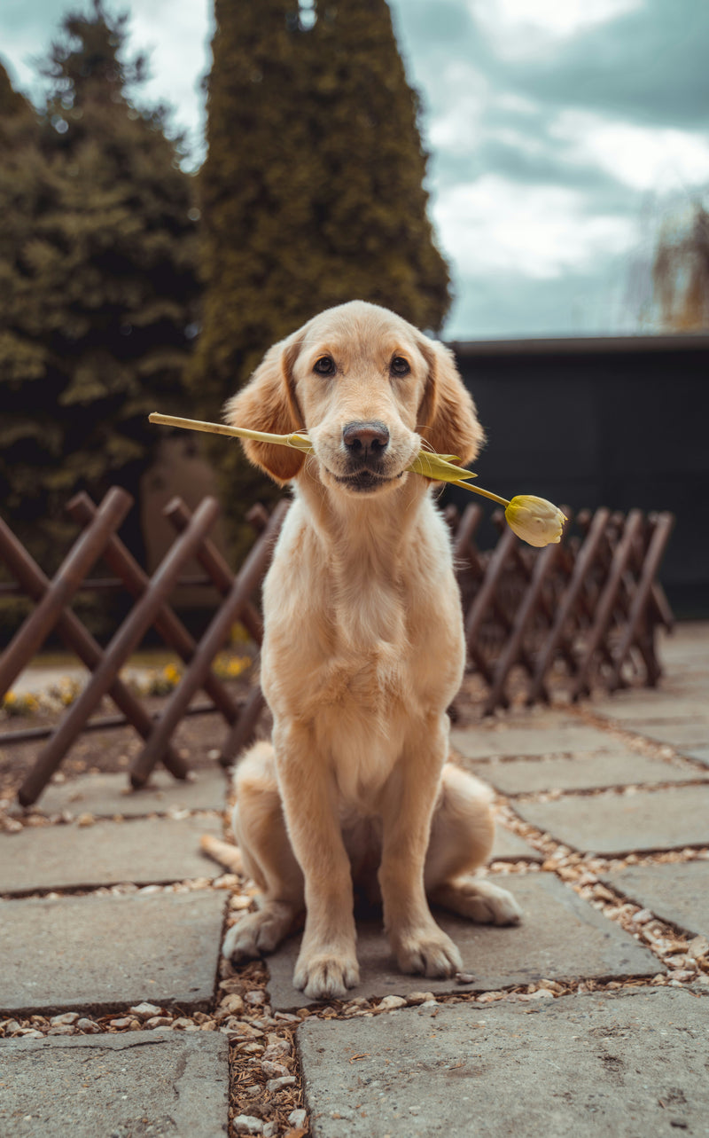 Jonge hond die geduldig wacht op zijn eten