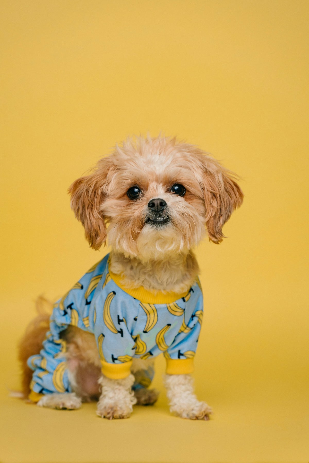 Kleine hond met zachte krullerige vacht zit rustig voor een gele achtergrond