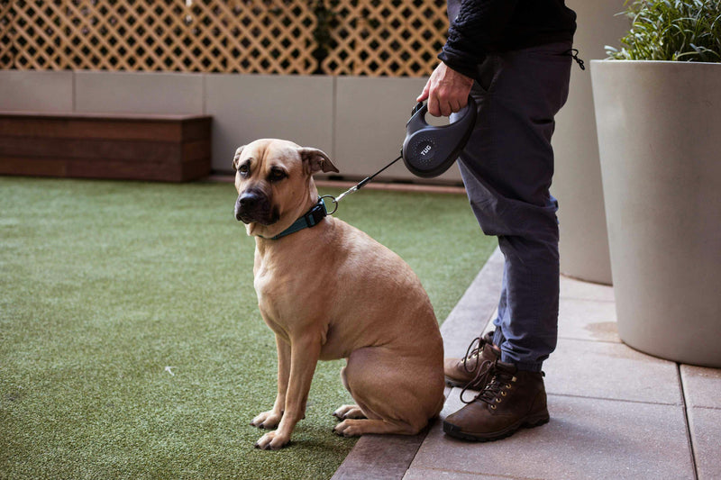 Hond zit rustig naast zijn baasje