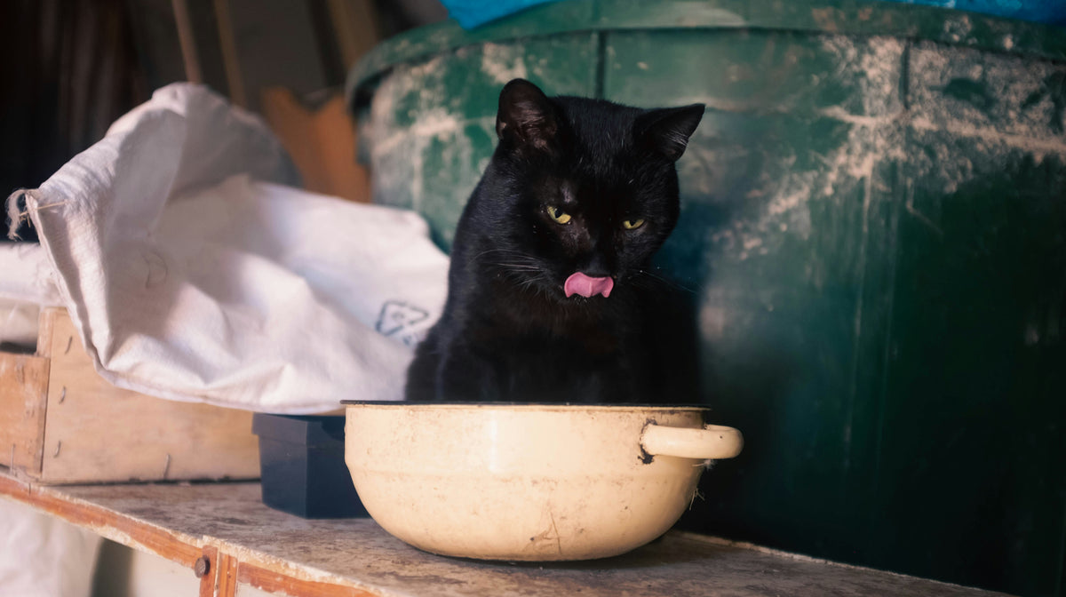 Zwarte kat likt aan een bakje