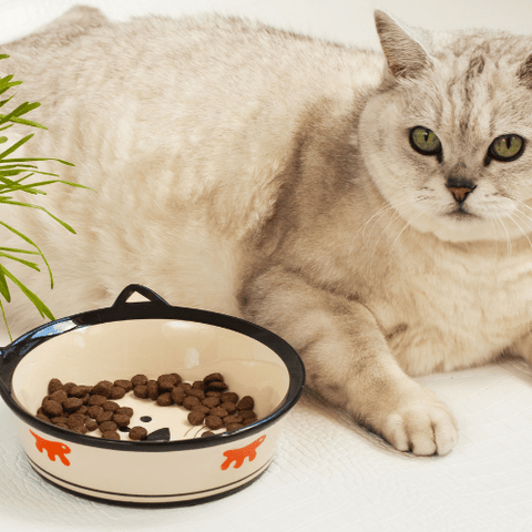 The Best Automatic Cat Feeders of 2025 - SmartPaw