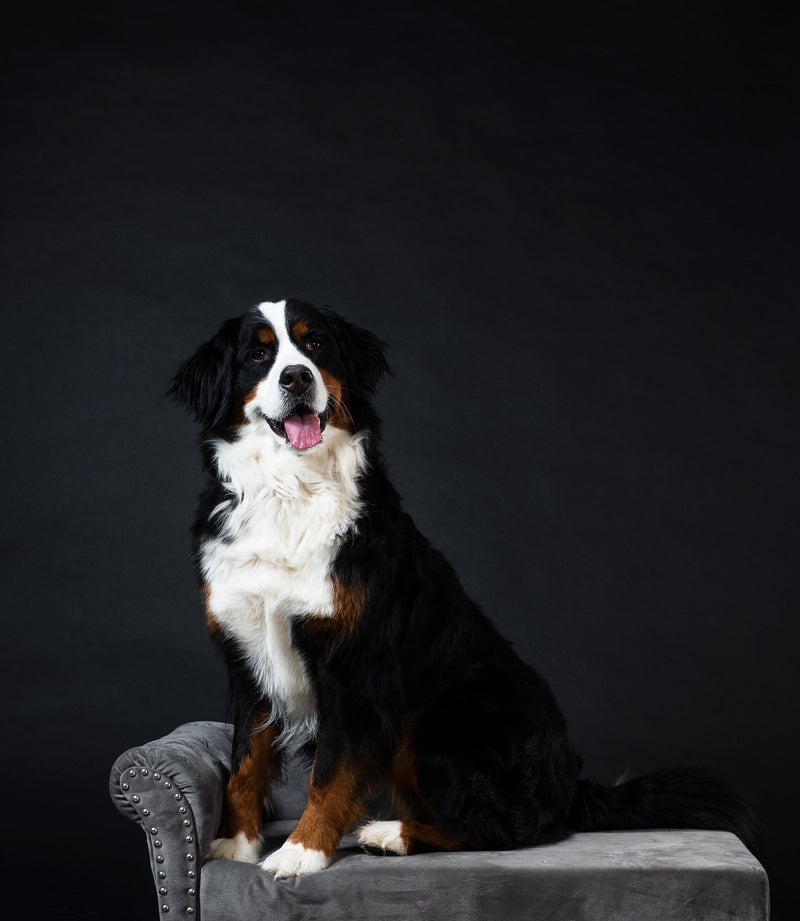 What are the 10 best dog names - SmartPaw